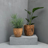 Iniko Tree Root Planter